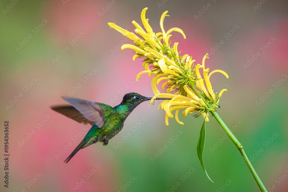 Fototapeta premium Male Talamanca Hummingbird hovering and feeding on a yellow shrimp plant flower with a soft green bokeh background, Costa Rica
