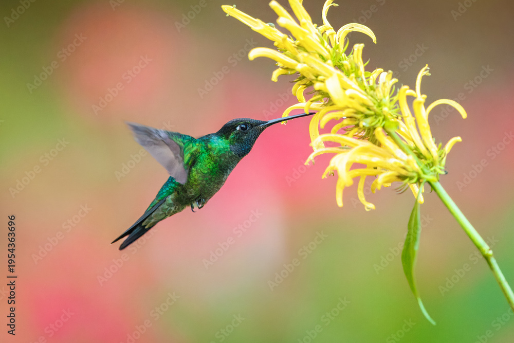 Fototapeta premium Male Talamanca Hummingbird hovering and feeding on a yellow shrimp plant flower with a soft green bokeh background, Costa Rica
