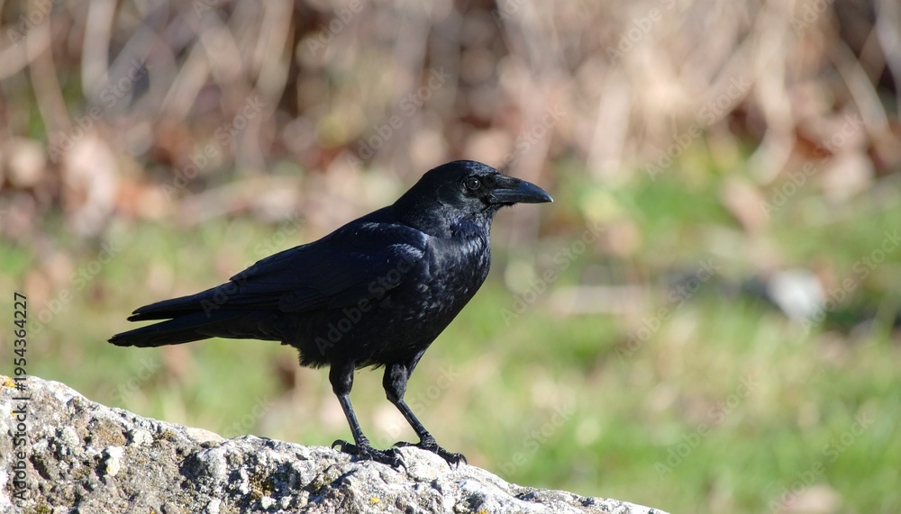 Fototapeta premium UHD 4K Wildlife Photography of an American Crow (Corvus brachyrhynchos) on a Rock