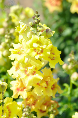 Antirrhinum majus Sonnet Yellow or Antirrhinum majus or Plantaginaceae or Snapdragon or yellow flower