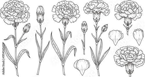 Hand Drawn Carnation Flower Botanical Line Art Collection with Floral Bloom Petals Leaves Vintage Outline Vector Illustration Set