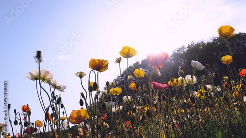 Backlit colorful poppy field filmed from a low angle in slow motion.