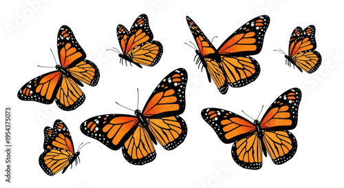 Monarch Butterflies Fluttering Isolated White Background