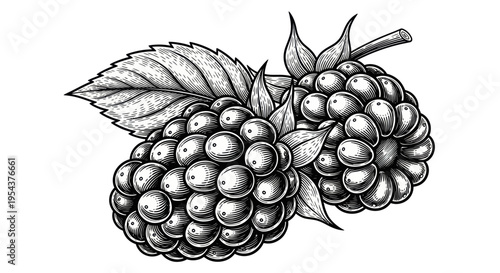 Blackberry Illustration: Vintage Sketch of Fresh Berries with Leaves