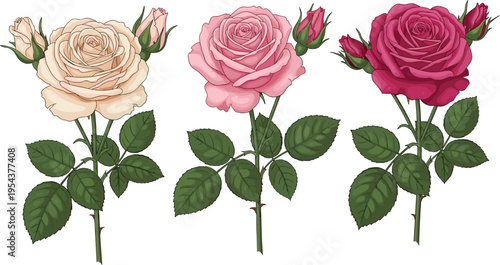 Set of realistic rose flowers in cream pink and red colors with buds leaves botanical vector illustration isolated on light background