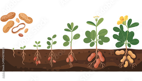 Peanut plant growth stages from seed to maturity illustration