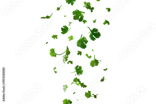 Green fresh herbs falling, cooking ingredient movement, seasoning for food, healthy diet, transparent background
