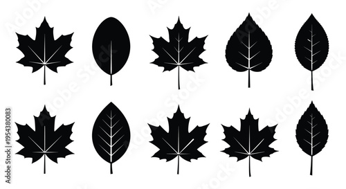 Black silhouettes of various tree leaves including maple and oak species with detailed veins isolated on a plain white background.