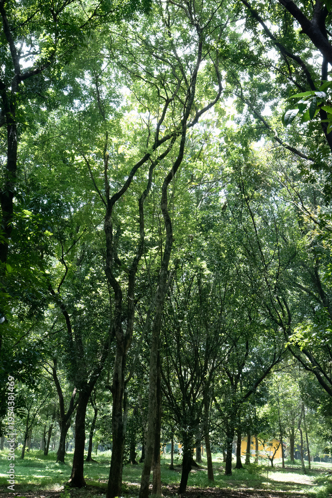 Fototapeta premium Elegant trunks rise through bright woodland with spacious perspective. Vertical silhouettes frame luminous greenery across peaceful reserve. Airy forest scene revealing height, openness, 