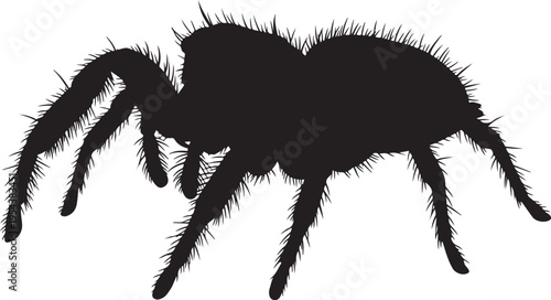 Black Silhouette of a Hairy Tarantula Spider Isolated on White Background