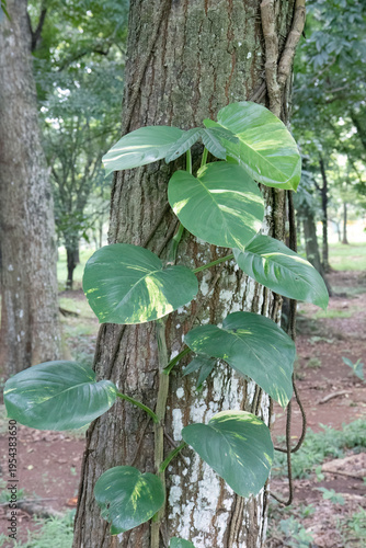 Juvenile pothos ascends dark bark with pale marbled foliage. Fresh creeper hugging timber beside shadowy woodland textures. Vertical vine detail featuring glossy leaves against rugged trunk