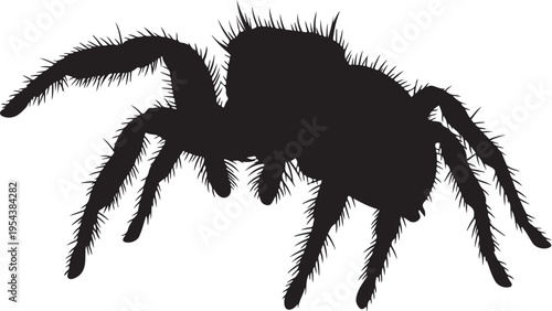 Black Jumping Spider Silhouette Isolated on White Background