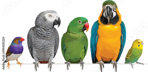 Set of Five Colorful Tropical Birds Featuring African Grey Parrot Macaw Parakeet and Finch Sitting on a White Perch Line