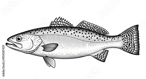 Detailed Black and White Illustration of a Speckled Trout Fish
