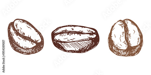 Set of hand drawn fresh roasted coffee bean Arabica robusta seed doodle Single element for design print packaging label decor