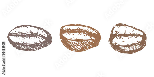 Set of hand drawn fresh roasted coffee bean Arabica robusta seed doodle Single element for design print packaging label decor