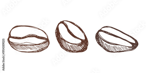 Set of hand drawn fresh roasted coffee bean Arabica robusta seed doodle Single element for design print packaging label decor