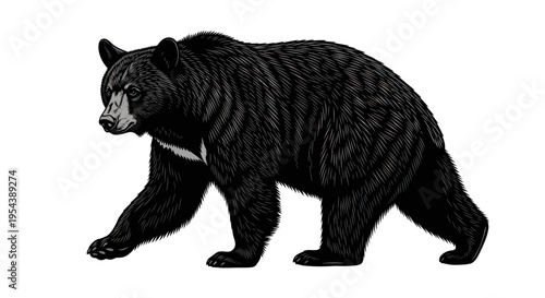 Black Bear Walking Illustration