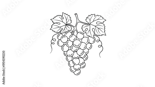 Hand drawn illustration shows a heavy bunch of grapes hanging from a vine with detailed leaves and curling tendrils.