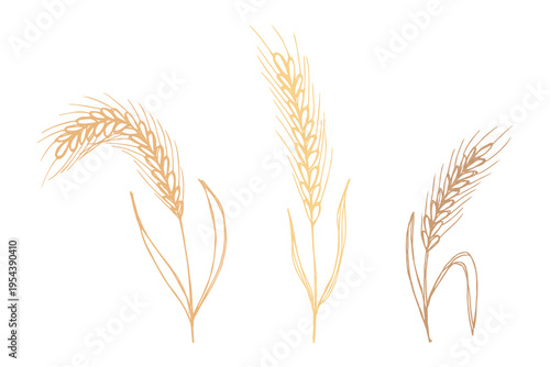 Set of hand drawn cereal wheat oat rye barley rice ears spikelet clipart Organic wheat bread agriculture farming harvest healthy food Single element for design print packaging label decor