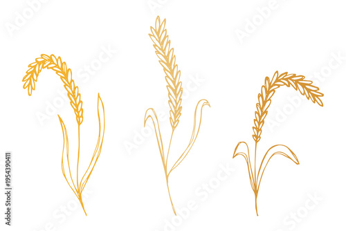 Set of hand drawn cereal wheat oat rye barley rice ears spikelet clipart Organic wheat bread agriculture farming harvest healthy food Single element for design print packaging label decor