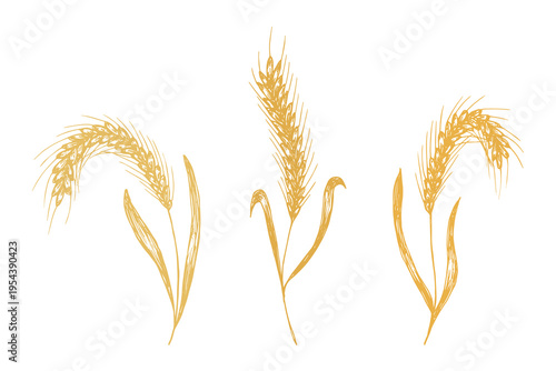 Set of hand drawn cereal wheat oat rye barley rice ears spikelet clipart Organic wheat bread agriculture farming harvest healthy food Single element for design print packaging label decor