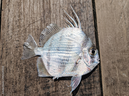 Fotografía Photo of orb fish or Ephippus orbis or orbiculate spadefish caught by fishermen