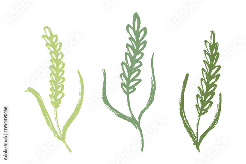 Set of hand drawn cereal wheat oat rye barley rice ears spikelet clipart Organic wheat bread agriculture farming harvest healthy food Single element for design print packaging label decor