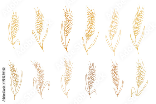 Set of hand drawn cereal wheat oat rye barley rice ears spikelet clipart Organic wheat bread agriculture farming harvest healthy food Single element for design print packaging label decor