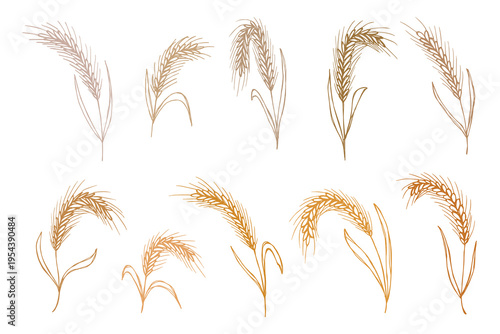 Set of hand drawn cereal wheat oat rye barley rice ears spikelet clipart Organic wheat bread agriculture farming harvest healthy food Single element for design print packaging label decor