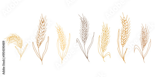 Set of hand drawn cereal wheat oat rye barley rice ears spikelet clipart Organic wheat bread agriculture farming harvest healthy food Single element for design print packaging label decor