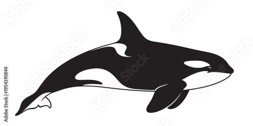Black and white orca whale swimming.