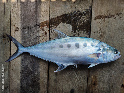 Bild auf Leinwand Photo of the talang - talang fish or doublespotted queenfish or Scomberoides lysan, fresh from fishermen's fishing