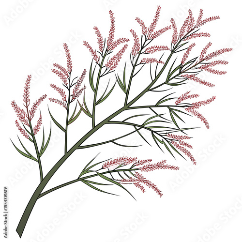 tamarisk tamarix aucheriana on white