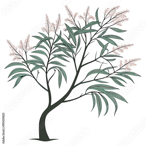 tamarisk tamarix aucheriana