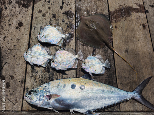Foto Photo of the talang - talang fish or doublespotted queenfish or Scomberoides lysan, fresh from fishermen's fishing