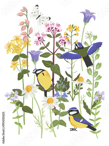 composition with flowers, butterflies and birds, vector drawing flowering wild plants and blue tits , wildlife natural background, hand drawn botanical illustration