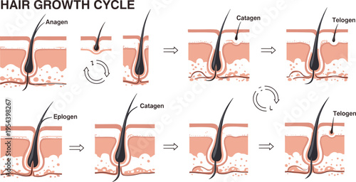 Hair growth cycle diagram with anagen catagen telogen phases follicle development vector illustration