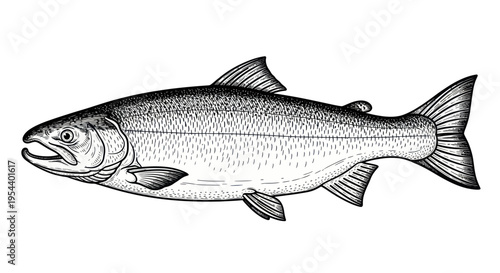 Hand-drawn illustration of a salmon fish isolated on white background
