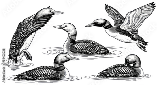 Vintage Loons: Diverse Poses of Waterfowl Illustration