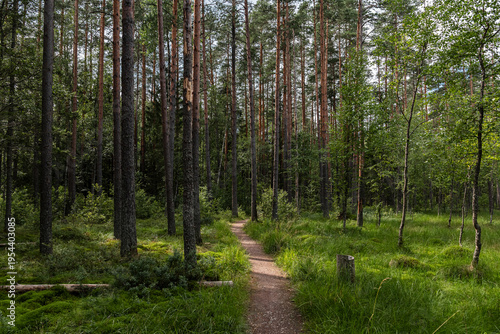 Picturesque forest trail winding through a pine forest on a sunny summer day.