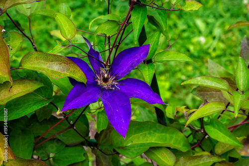 Bright purple clematis flower against a backdrop of green leaves, with a bee gathering nectar.