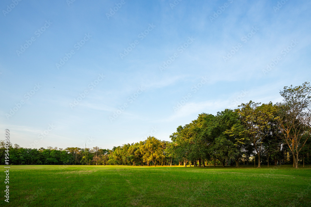 Obraz premium Green grass field and lush trees under blue sky in public park. Beautiful natural landscape background for ecology, environment, or outdoor recreation concept. Bright sunny summer day.