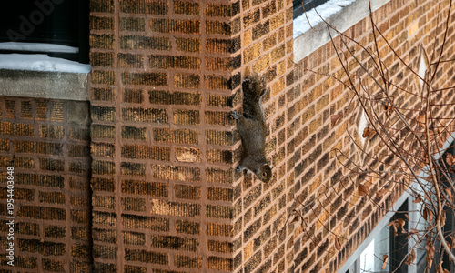 Gray squirrel is boldly scrambling down the wall of a red-brick house.