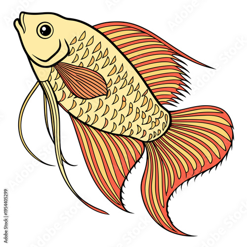 Vector illustration of a gold and red betta fish