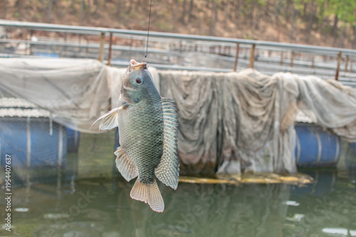 Fotografía A freshly caught fish hangs on a hook above calm water, captured at a fish farm with soft natural background tones