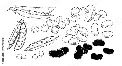Hand-Drawn Assortment of Peas, Beans, and Chickpeas