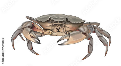Detailed illustration of a gray crab with claws raised, isolated on white