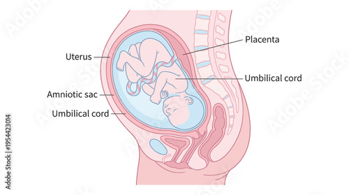 Medical vector illustration showing fetal position in the uterus with labeled anatomy elements. Prenatal education, pregnancy development and maternal healthcare concept.