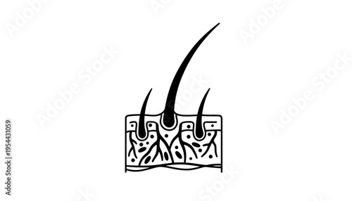 Hair follicle vector illustration on skin surface with roots